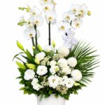 White Elegance Beyaz Orkide Aranjmanı
